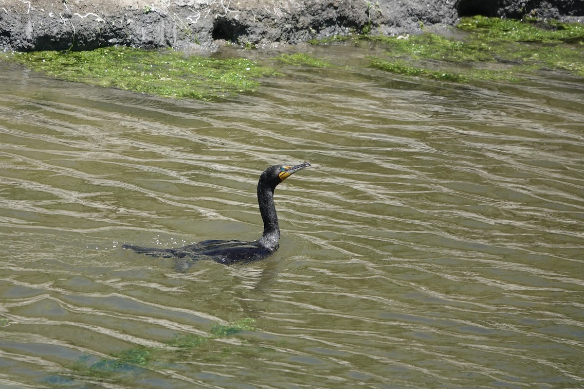 Double-crested Cormorant - Isabelle Reddy