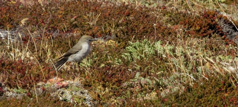 White-browed Ground-Tyrant - Germán Gil