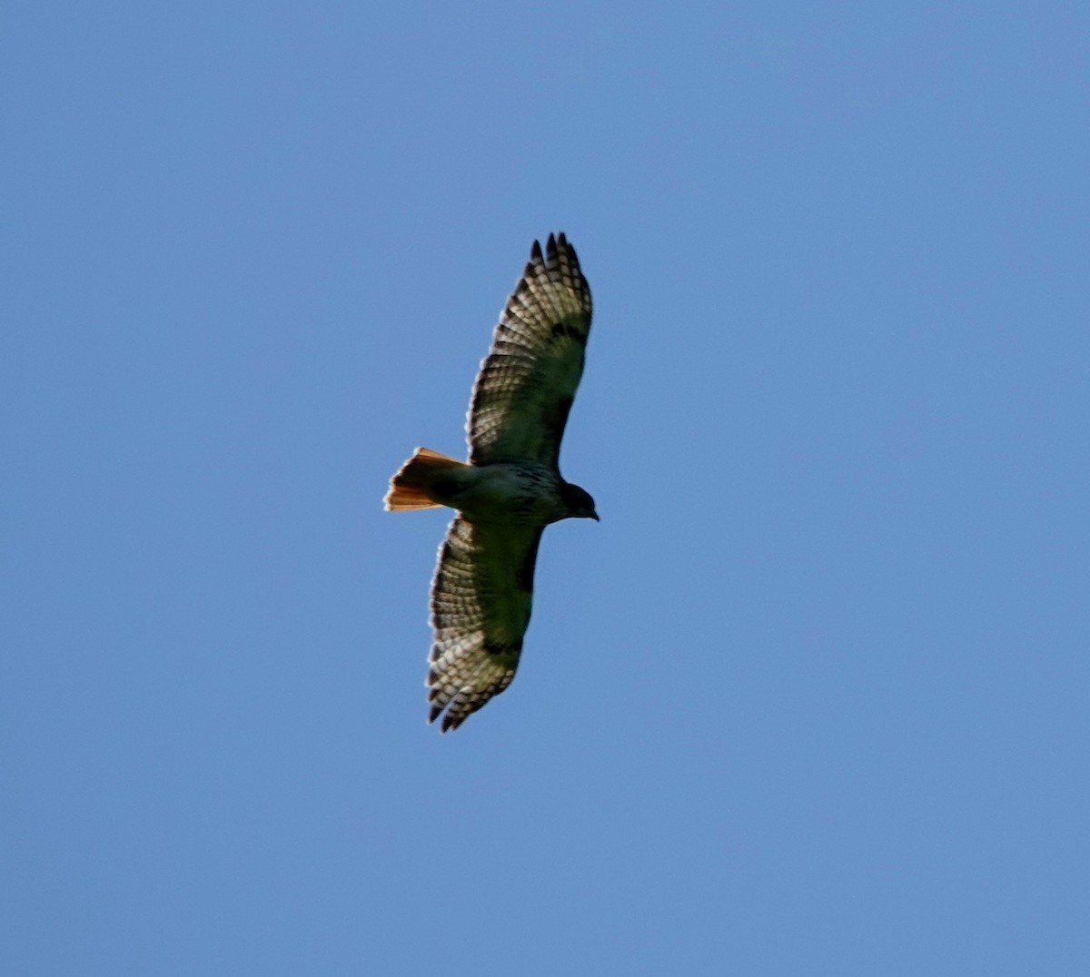 Red-tailed Hawk - ML577622541