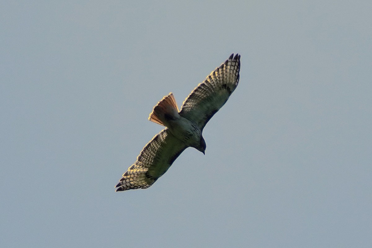 Red-tailed Hawk - Celeste Echlin