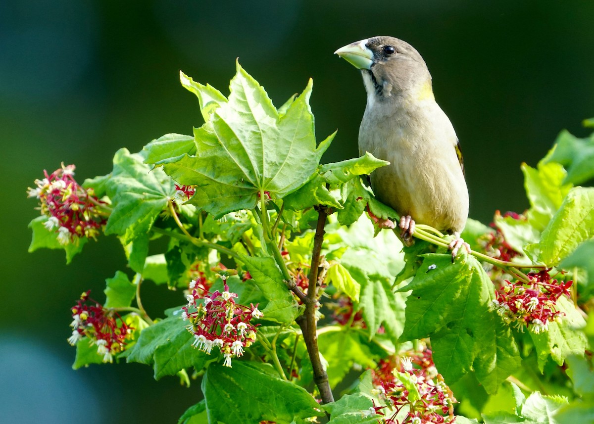 Evening Grosbeak - Karen Carpenter