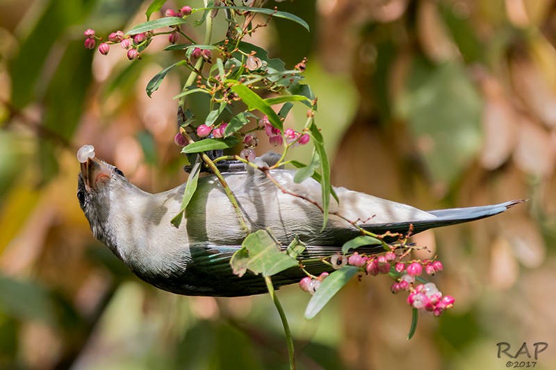 Sayaca Tanager - ML57762271