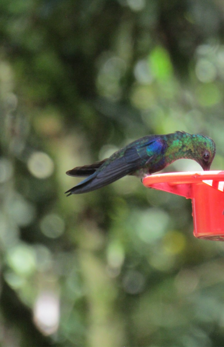 Crowned Woodnymph (Green-crowned) - ML577623251