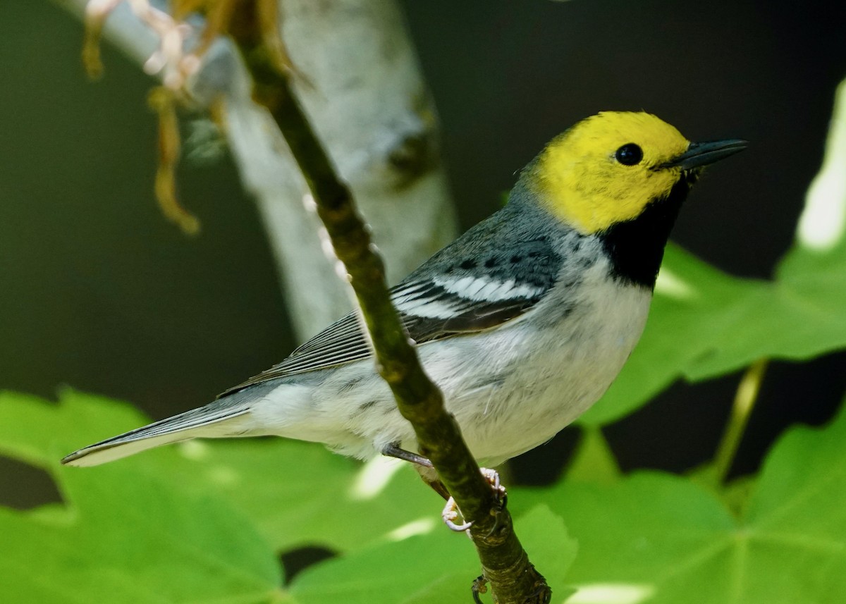 Hermit Warbler - Karen Carpenter