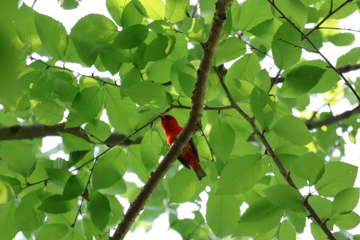 Scarlet Tanager - ML577624501