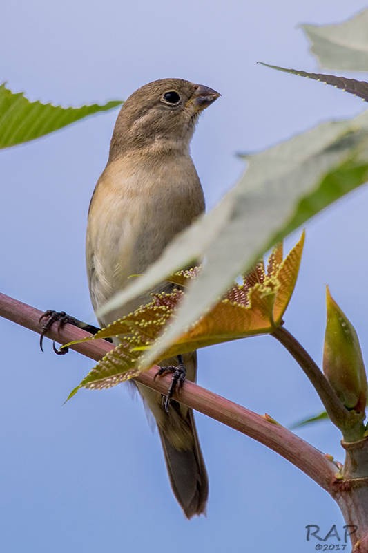 Double-collared Seedeater - ML57762481