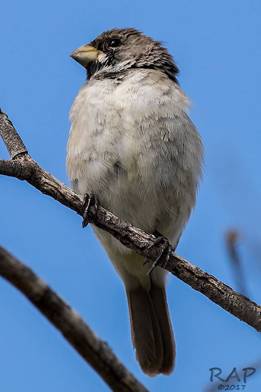 Double-collared Seedeater - ML57762491