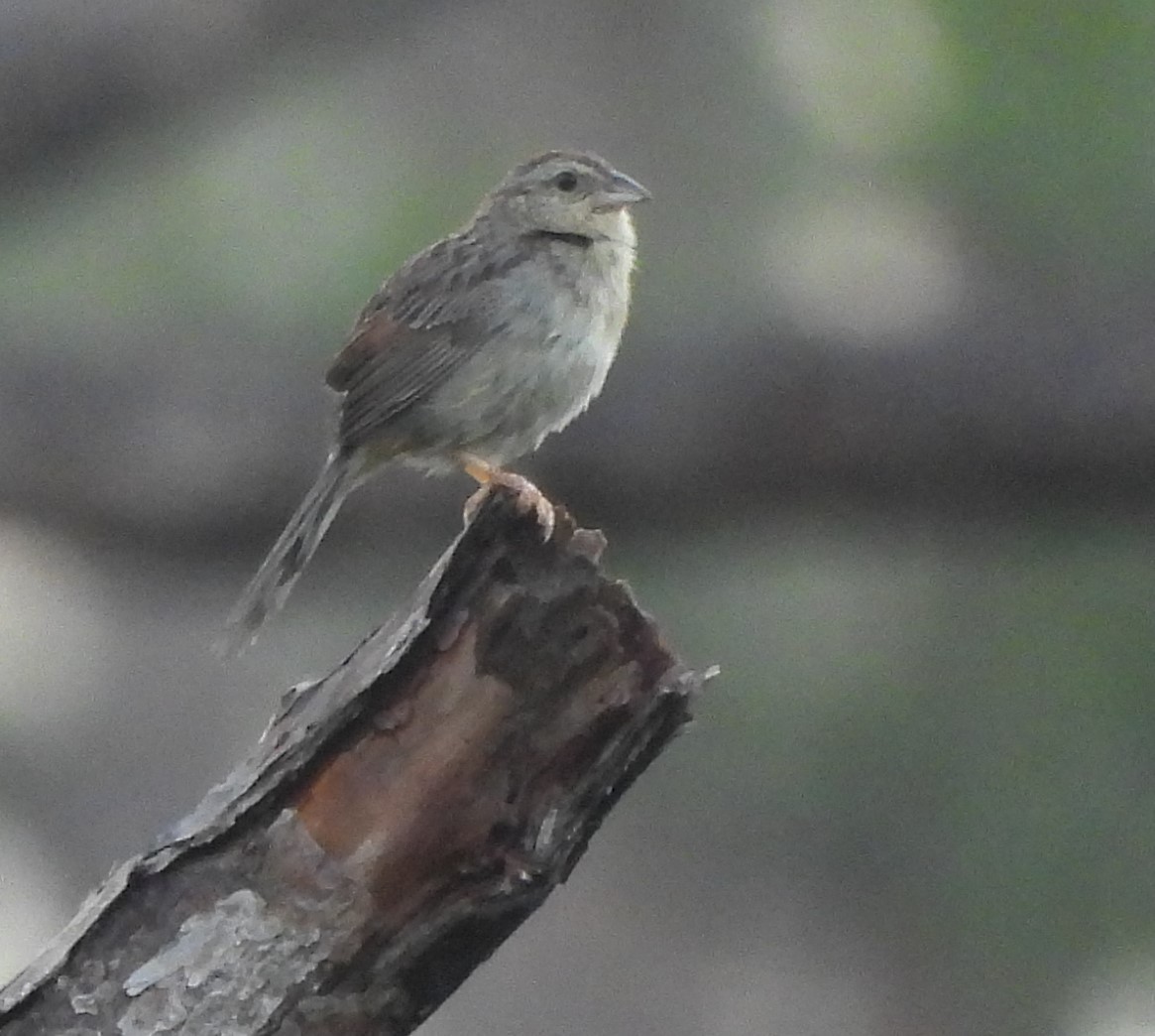 Bachman's Sparrow - ML577624941