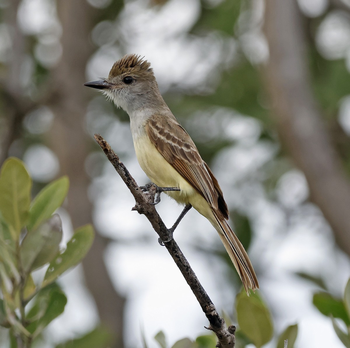 Brown-crested Flycatcher - ML577625261