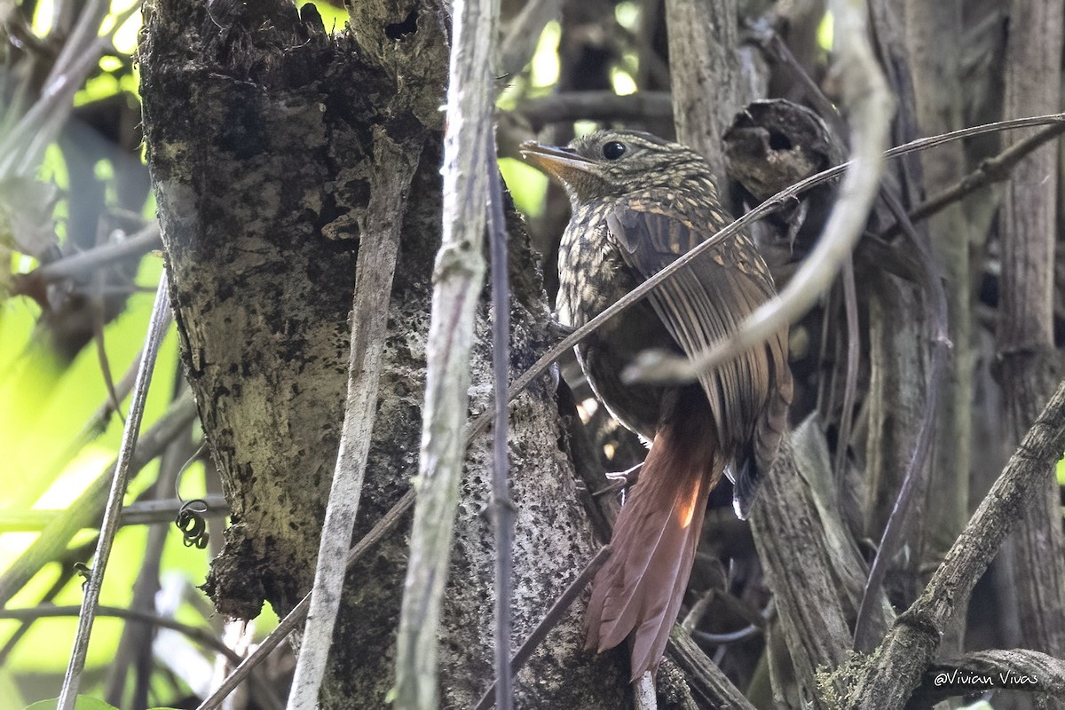 Rusty-winged Barbtail - ML577625321