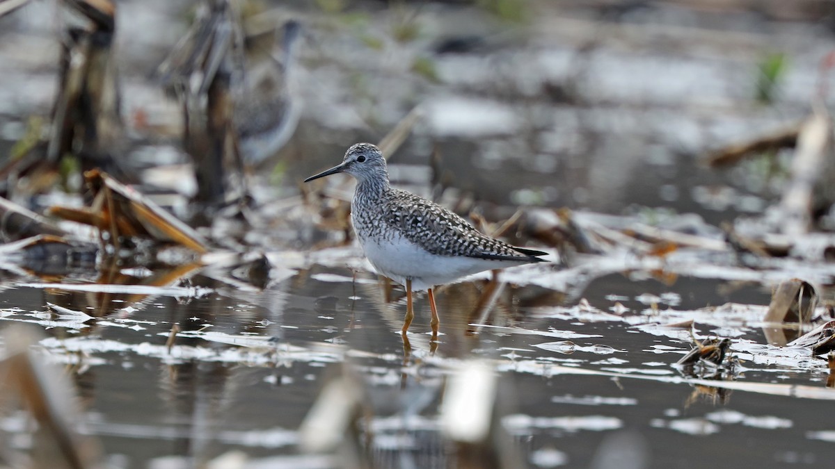 Lesser Yellowlegs - ML57762591