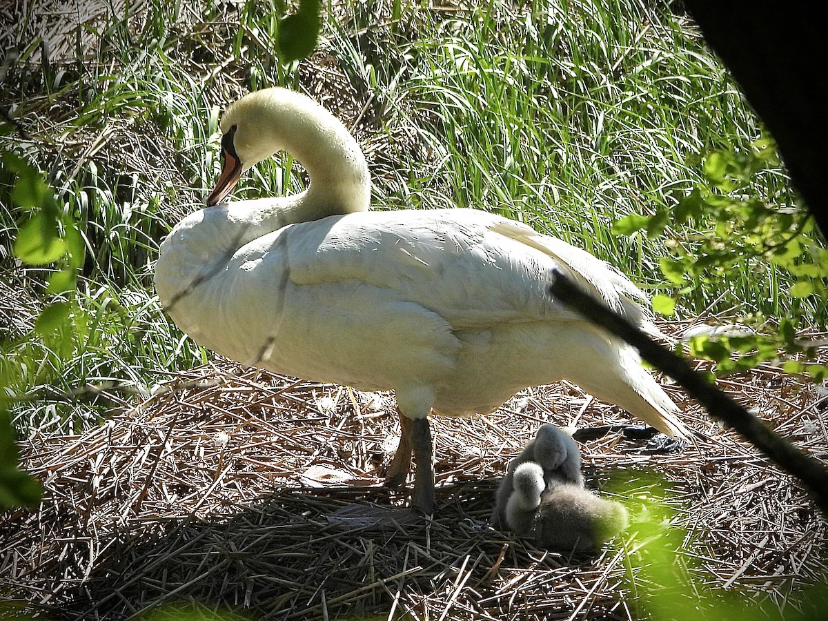 Mute Swan - ML577625971