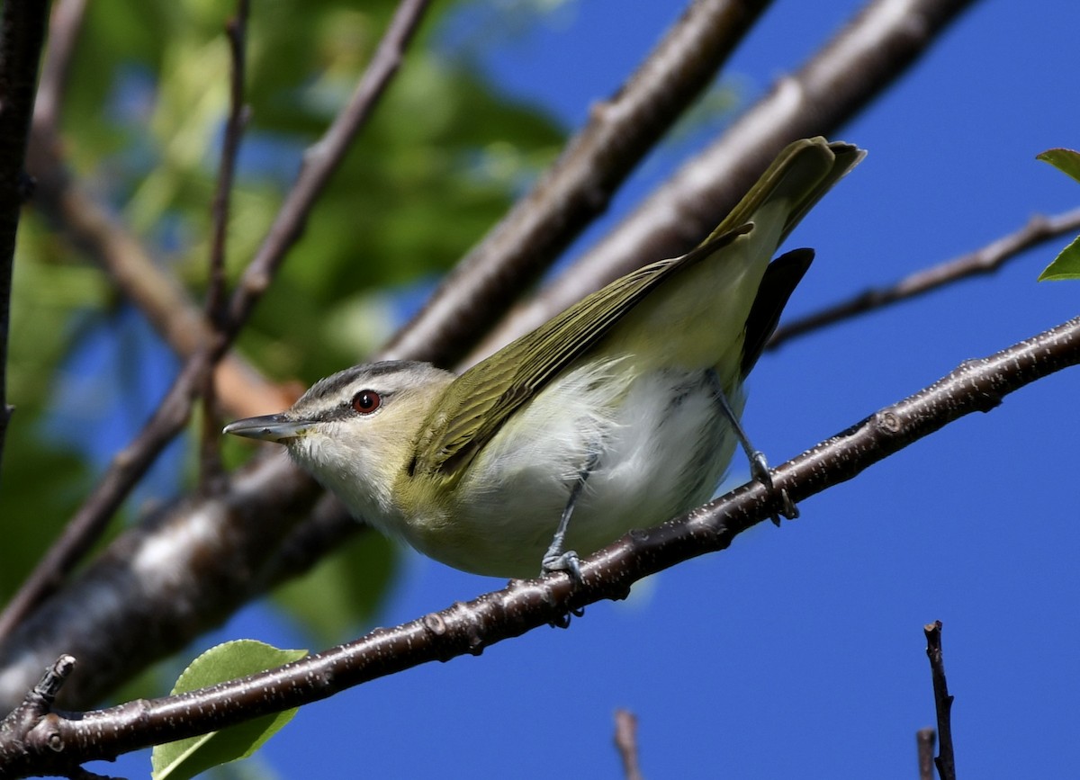 Vireo Ojirrojo - ML577626451