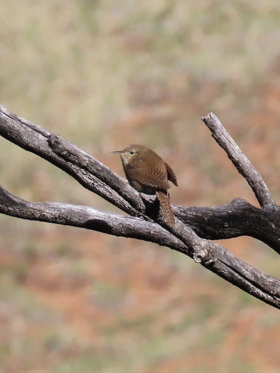 Northern House Wren - ML577626651