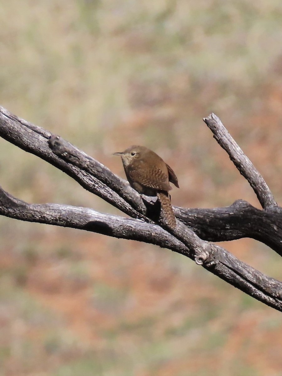 House Wren - ML577626651