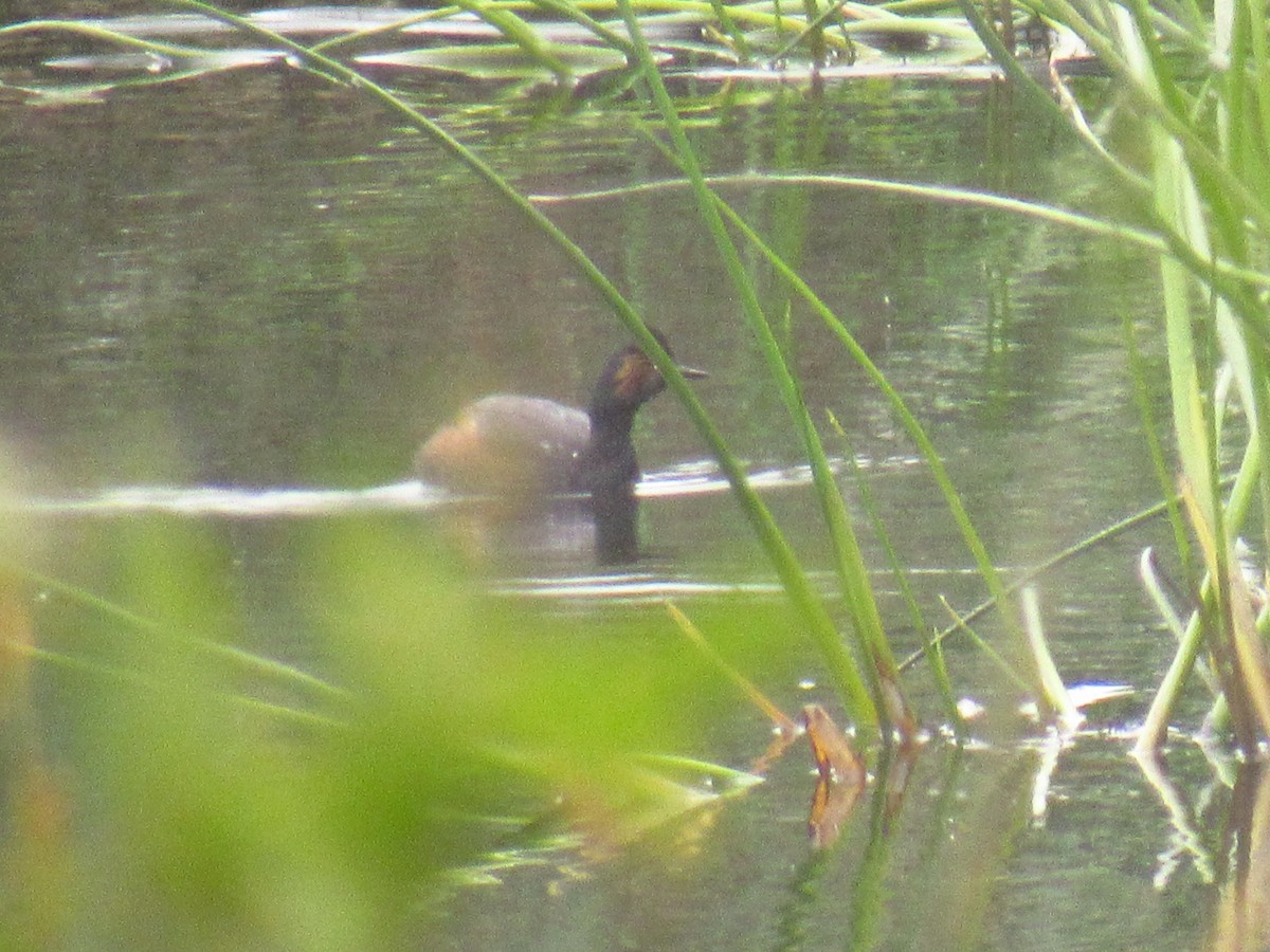 Eared Grebe - ML577627091