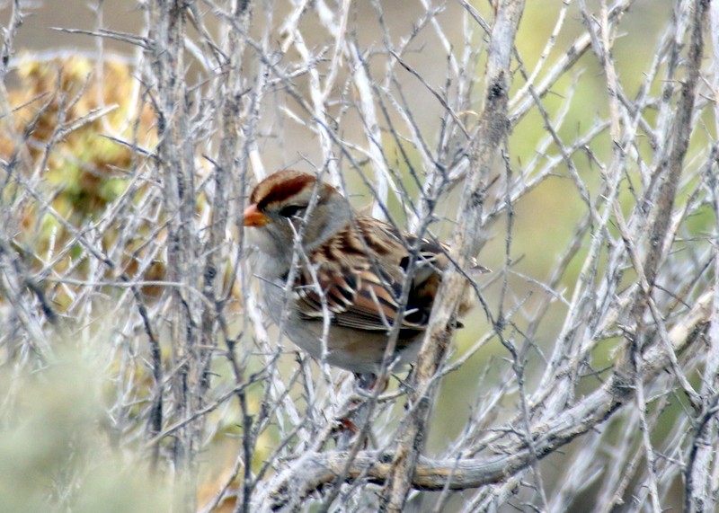 Bruant à couronne blanche - ML577627391