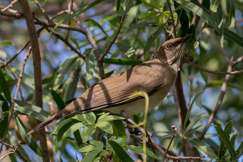 Creamy-bellied Thrush - ML57762881