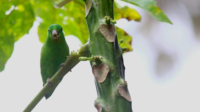 Cobalt-rumped Parrotlet - ML577628841