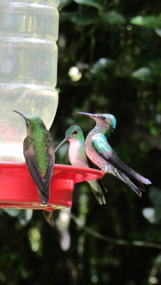 kolibřík andský - ML577629011