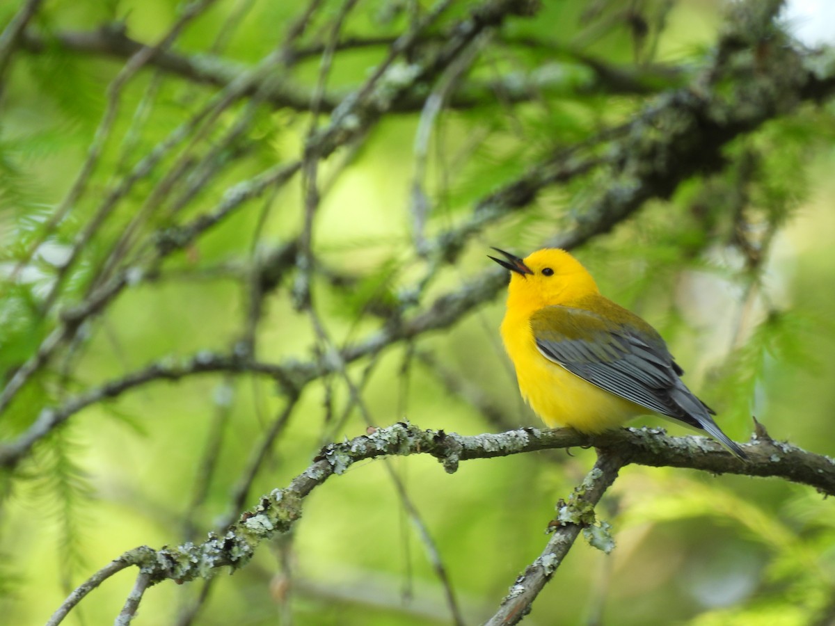 Prothonotary Warbler - ML577629481