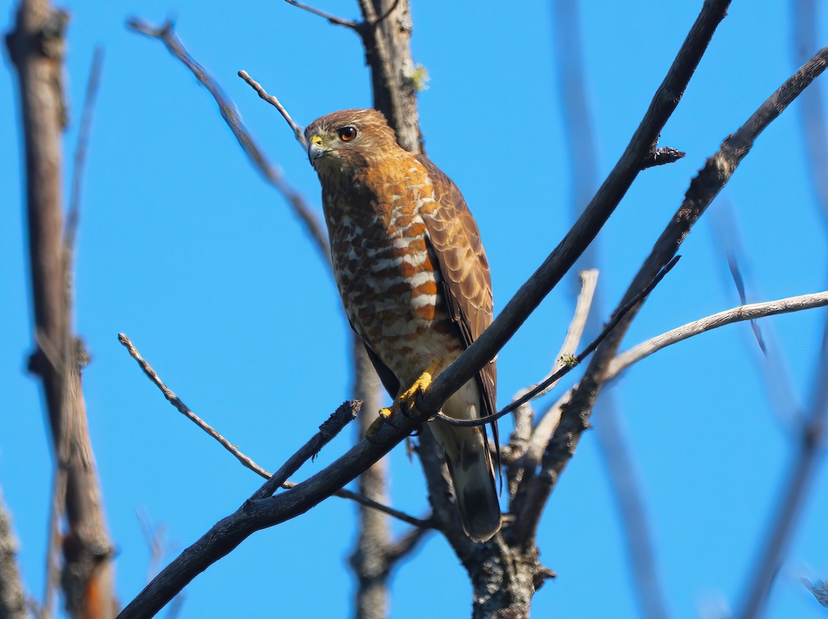 Broad-winged Hawk - Eric Patry