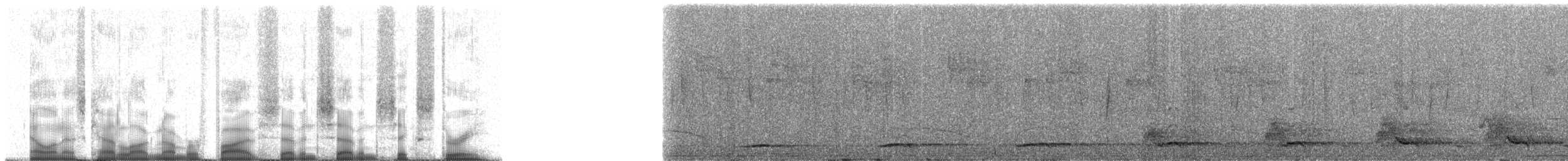 křepel dlouhoocasý - ML57763