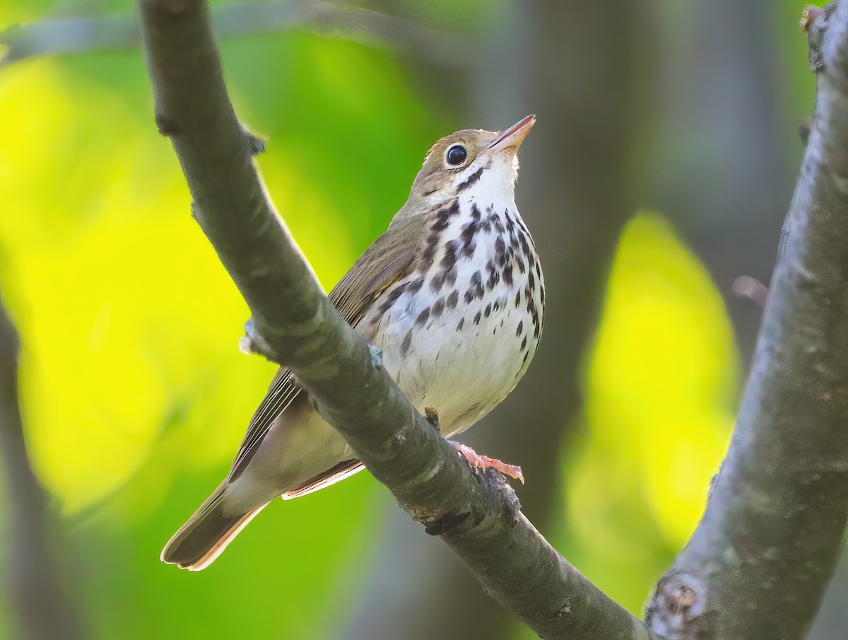 Ovenbird - ML577630391