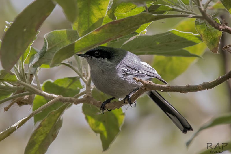 Masked Gnatcatcher - ML57763071