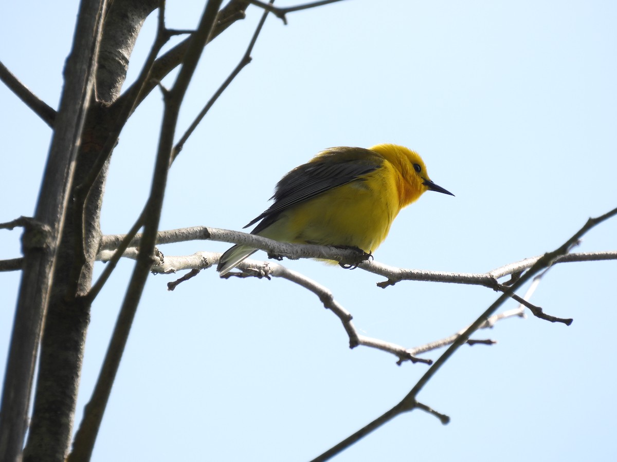 Prothonotary Warbler - ML577630731