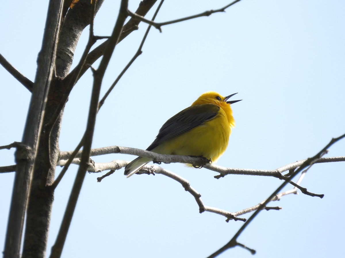 Prothonotary Warbler - ML577630881