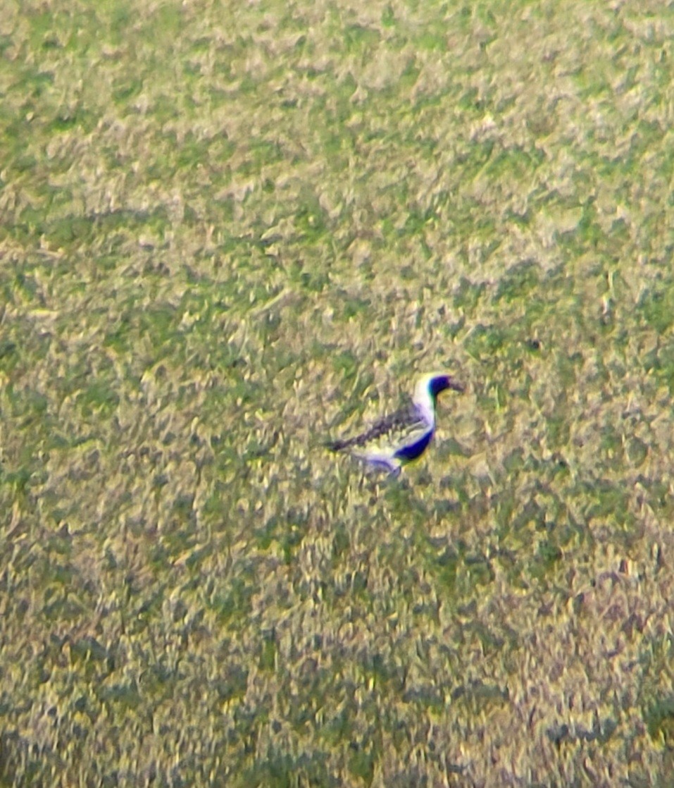 Black-bellied Plover - ML577631031