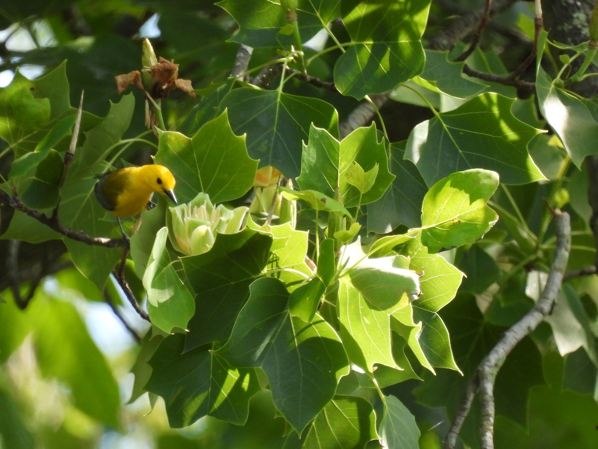 Prothonotary Warbler - ML577631211