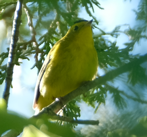 Wilson's Warbler - ML577631431