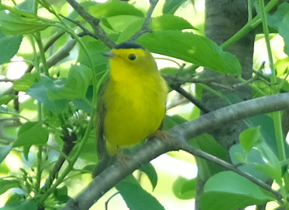 Wilson's Warbler - ML577631441