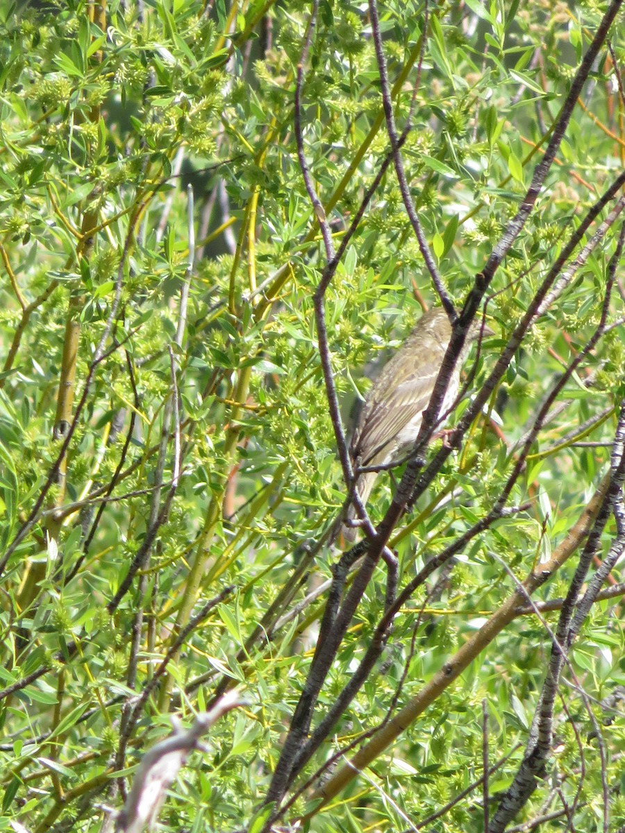 Warbling Vireo - s k