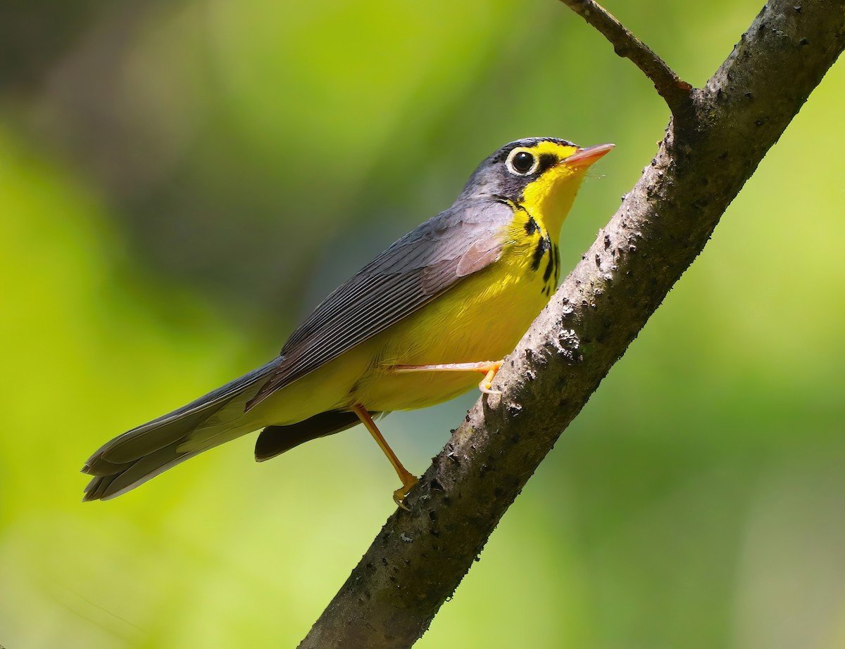 Canada Warbler - ML577632381