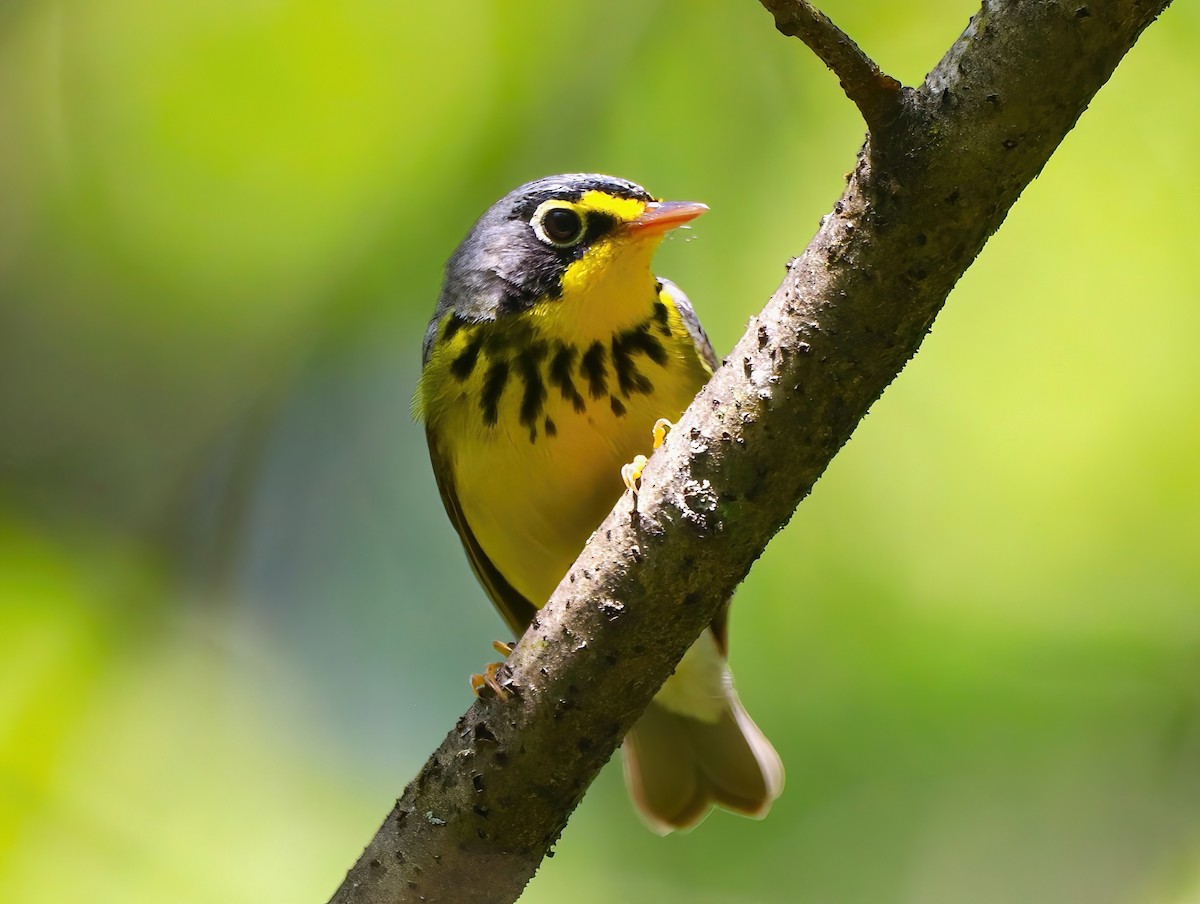 Canada Warbler - Eric Patry