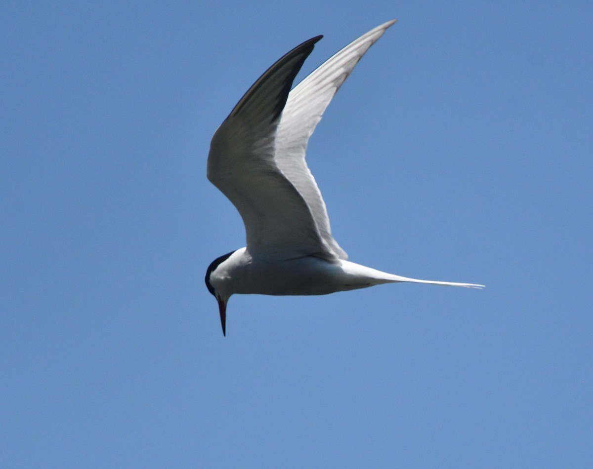 Common Tern - Louis Lemay