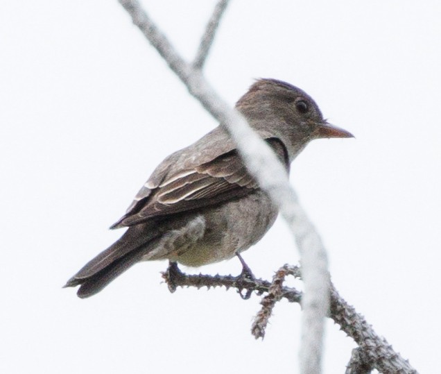 Olive-sided Flycatcher - ML577633911