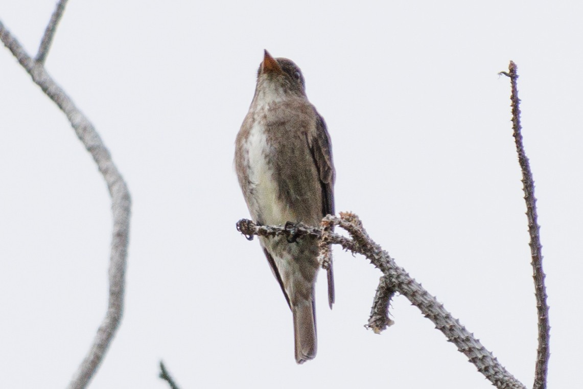 Olive-sided Flycatcher - ML577633941