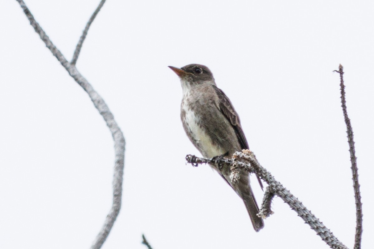 Olive-sided Flycatcher - ML577634081