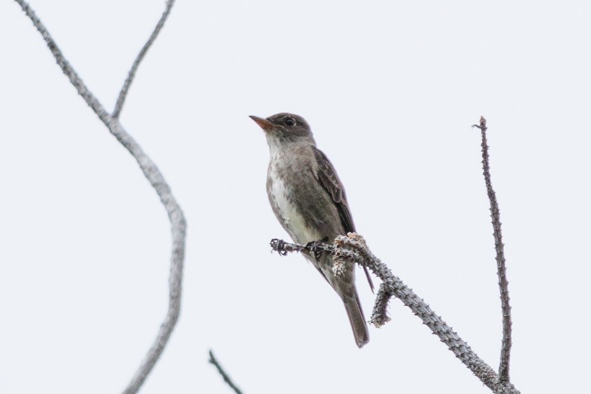 Olive-sided Flycatcher - ML577634101