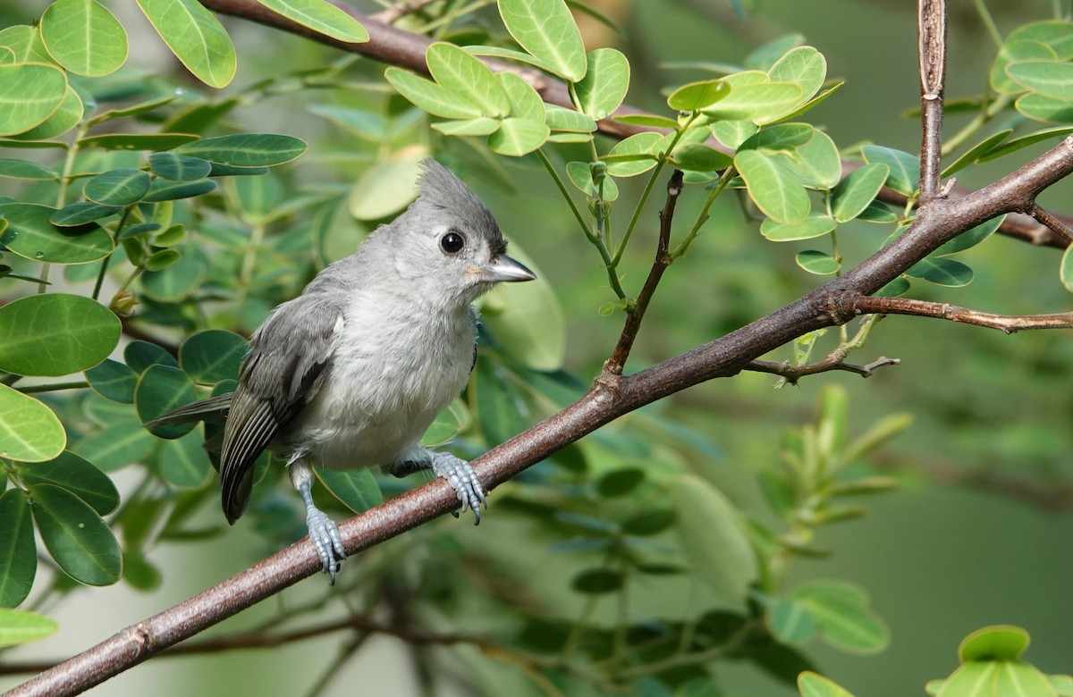 Tufted Titmouse - Billie Knight