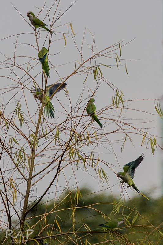 Monk Parakeet - ML57763571