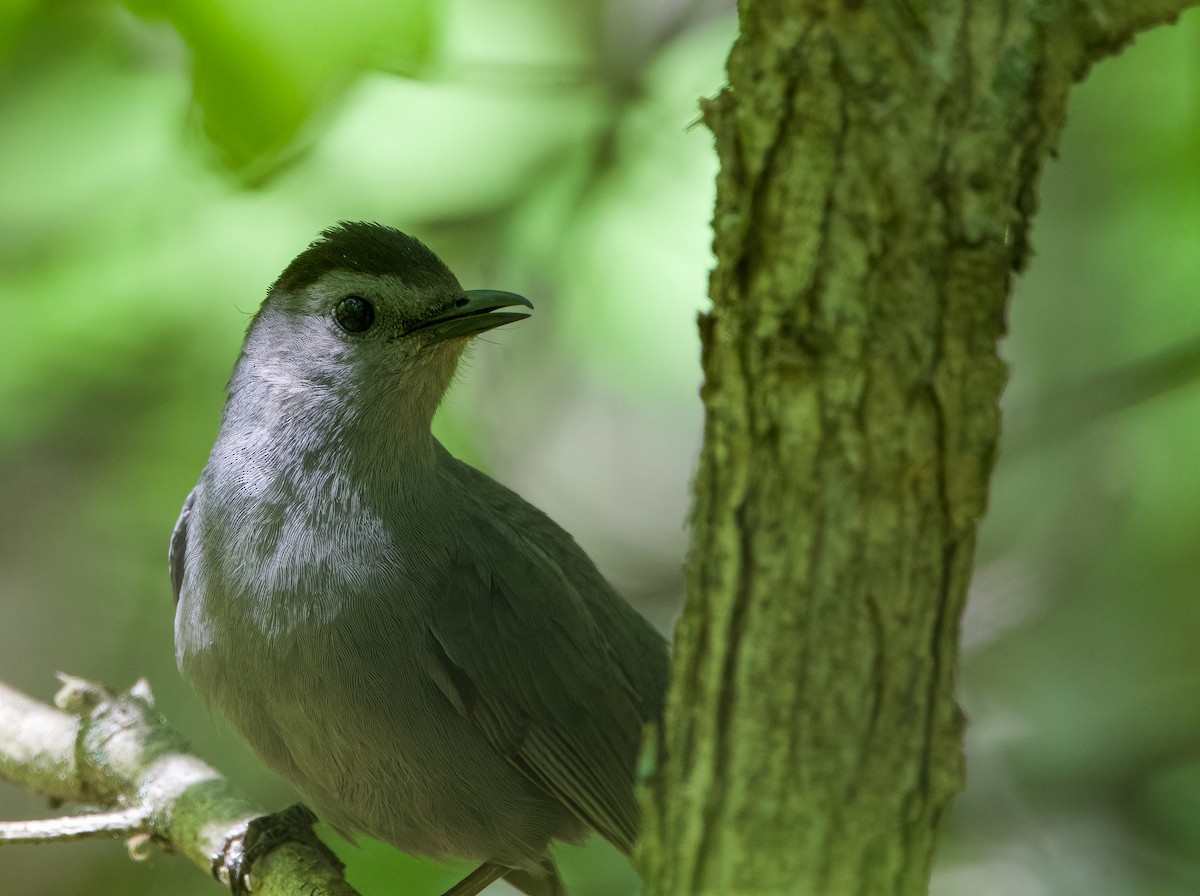 Gray Catbird - ML577636021