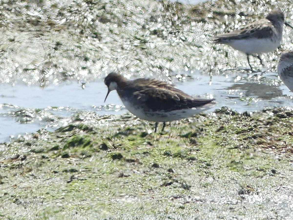 Red-necked Phalarope - ML577636731