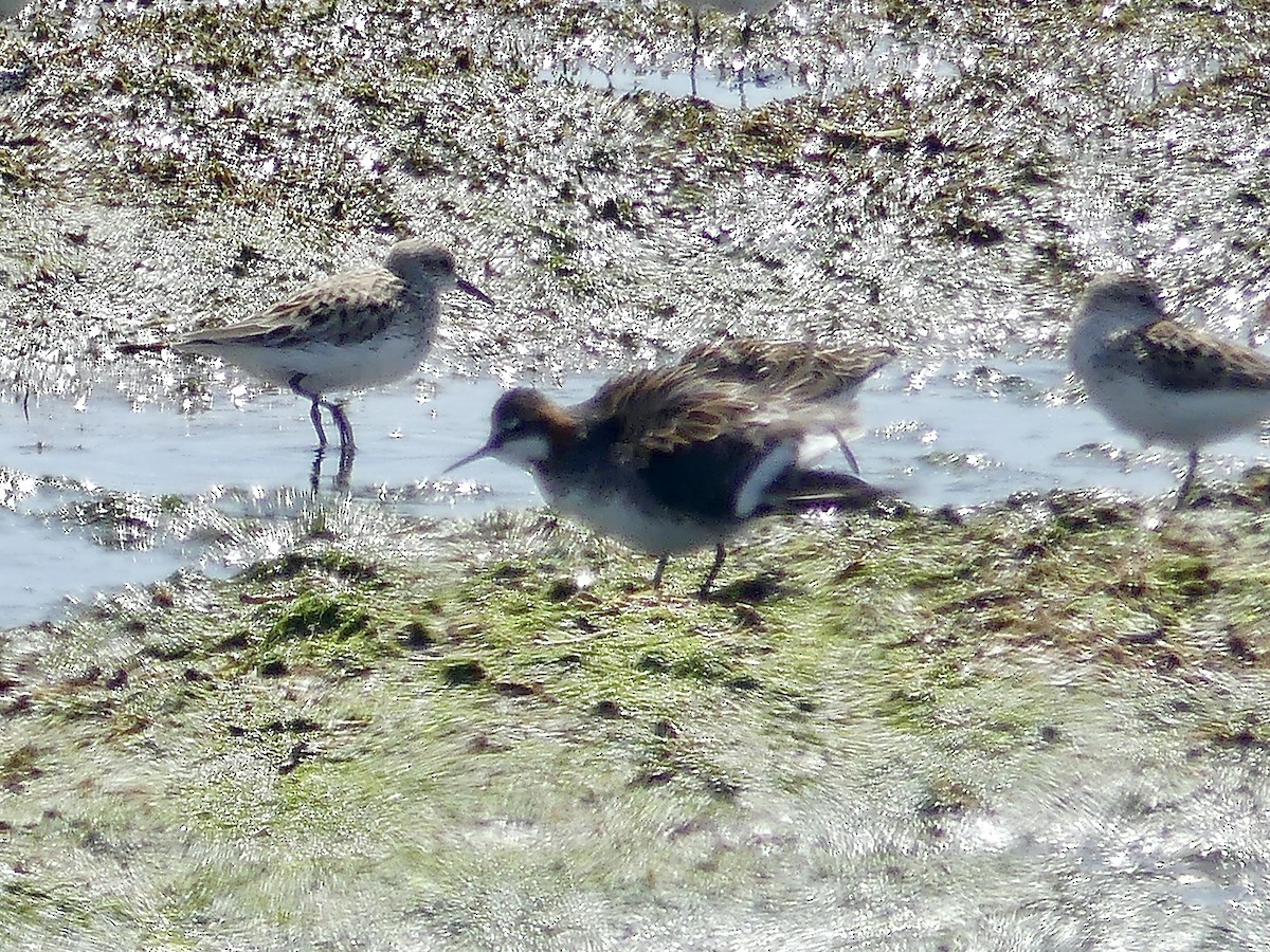 Red-necked Phalarope - ML577636751