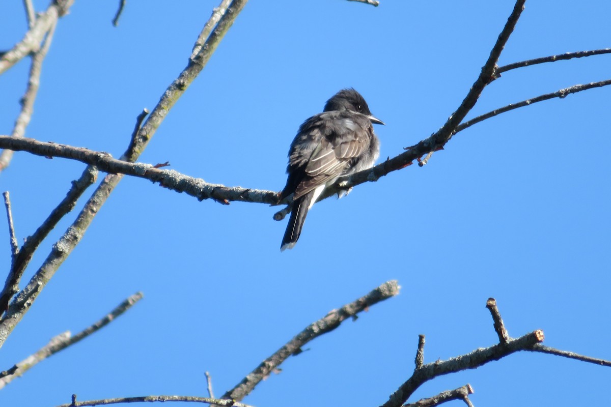 Eastern Kingbird - ML577637441