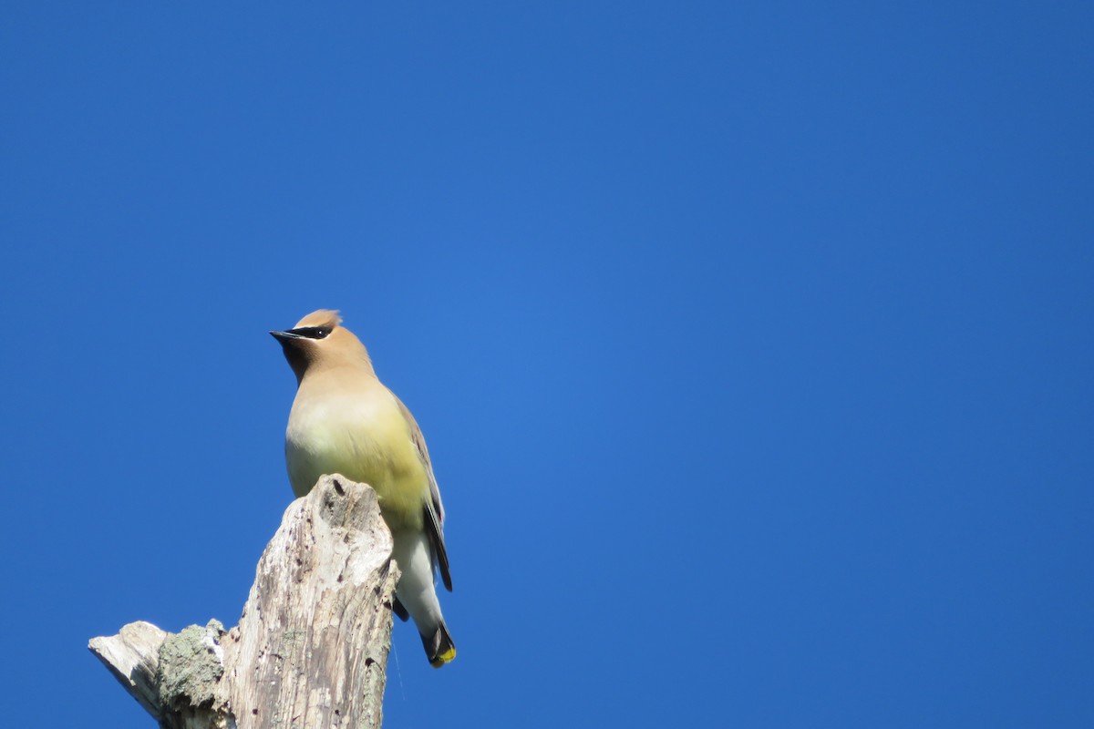 Cedar Waxwing - ML577637541